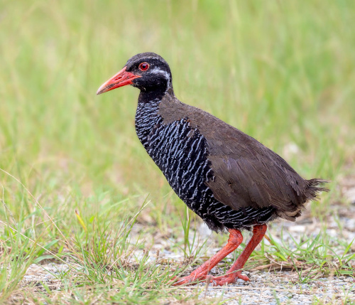 A bird standing on a patch of ground. The beak, eyes and feet are oranger, and the body is brown, white and black.